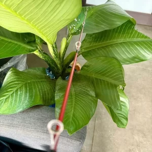 Hệ thống dàn khoen tiêu chuẩn thoát dây mượt mà của cần Cheap LK