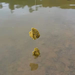 Thử nghiệm độ tan và khả năng giữ liên kết của cục mồi câu cám chép LK khi thả vào nước hồ